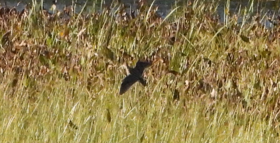 Wilson's Snipe - ML643008807