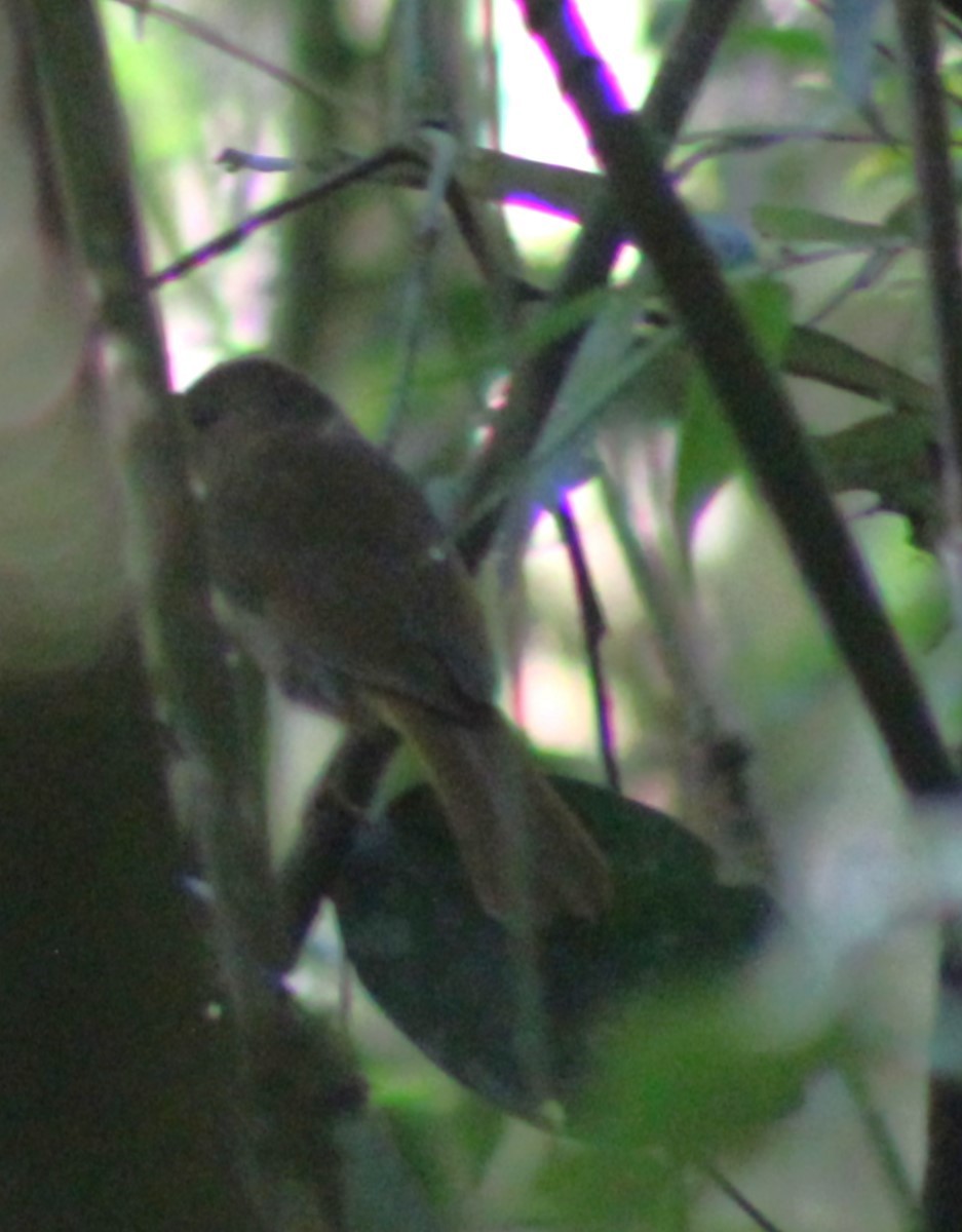 Red-crowned Ant-Tanager (Red) - ML643008817