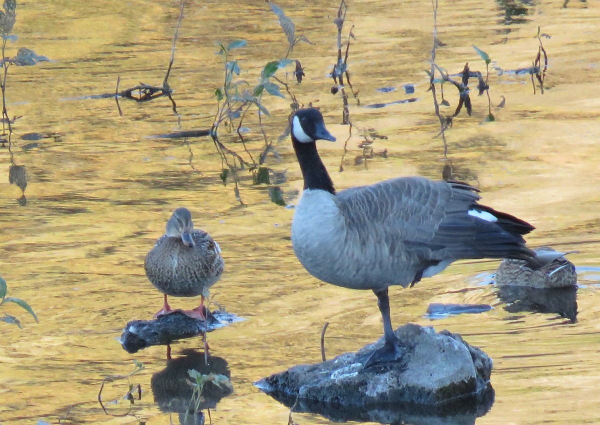Canada Goose - ML643008822
