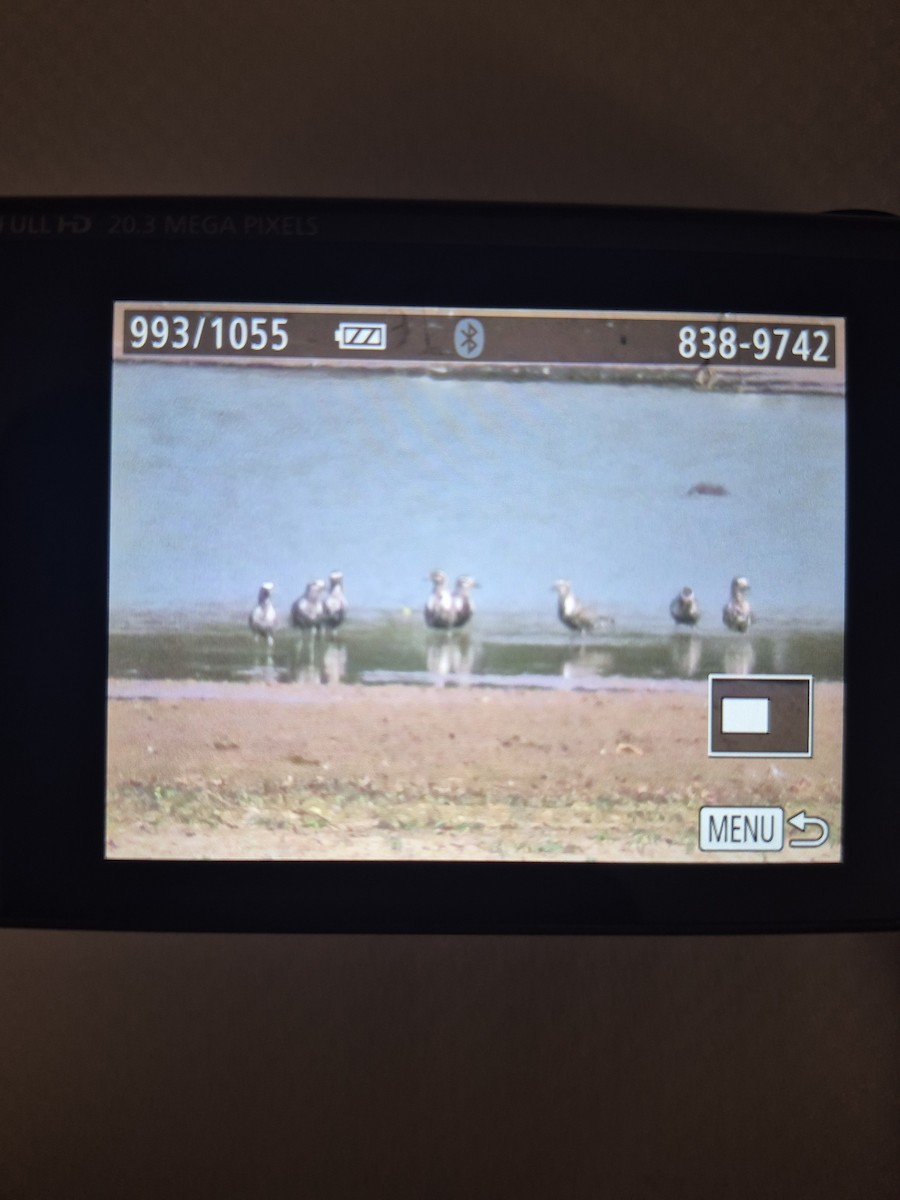 American Golden-Plover - ML643008823