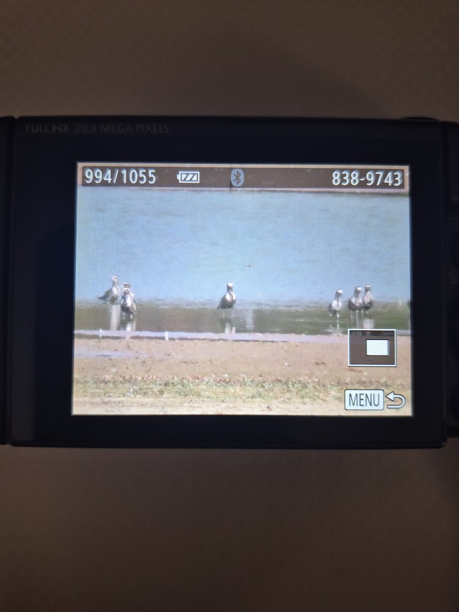 American Golden-Plover - ML643008824