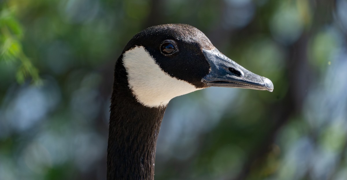 Canada Goose - ML643008830