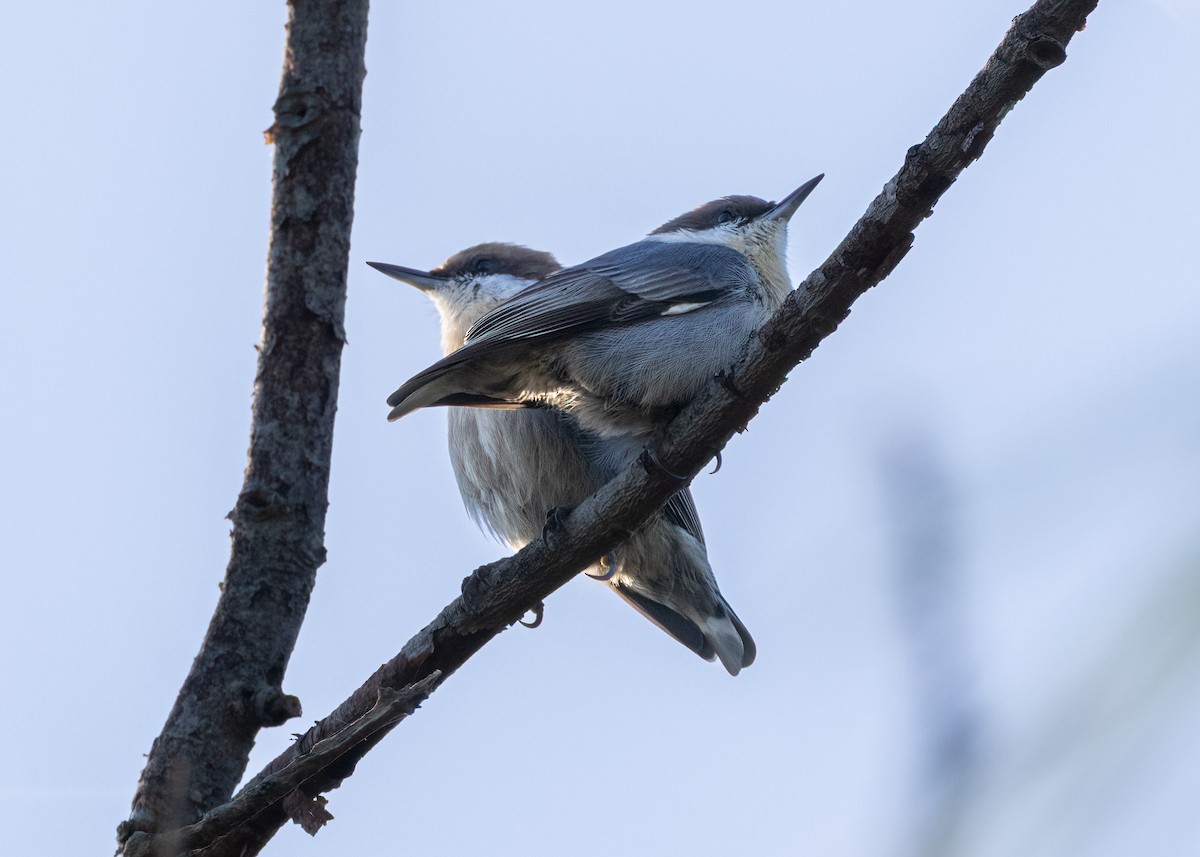 Brown-headed Nuthatch - ML643008841