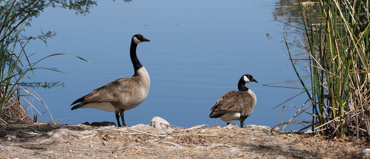 Canada Goose - ML643008842