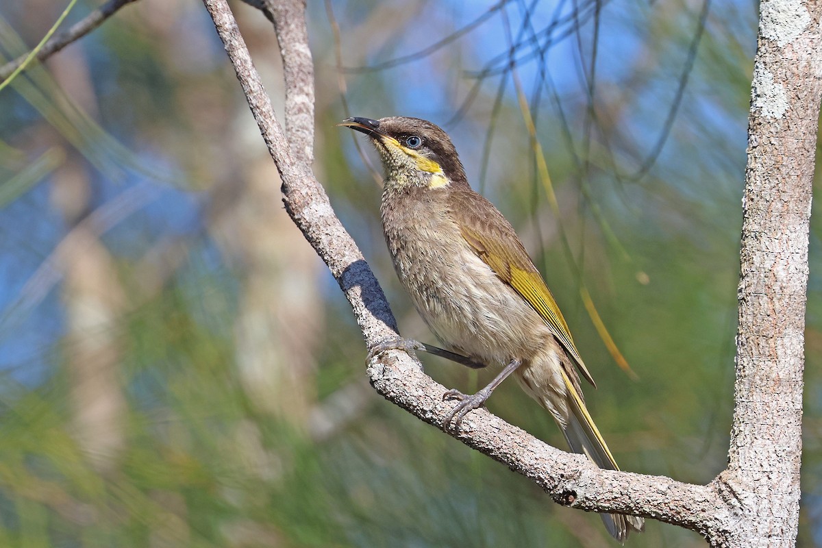 Mangrove Honeyeater - ML643008843