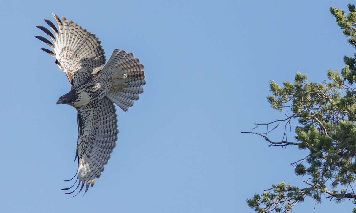 Red-tailed Hawk (calurus/alascensis) - ML643008850
