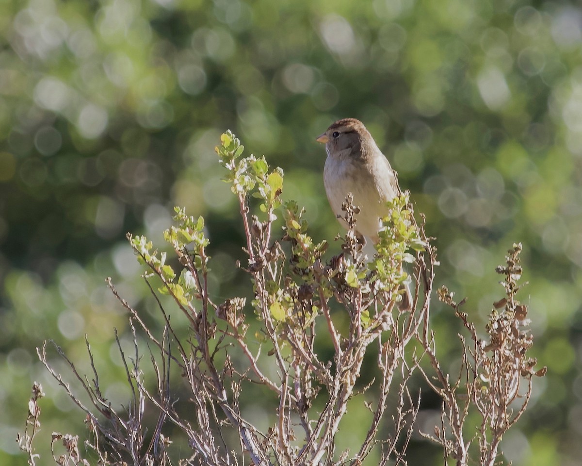 White-crowned Sparrow - ML643008851