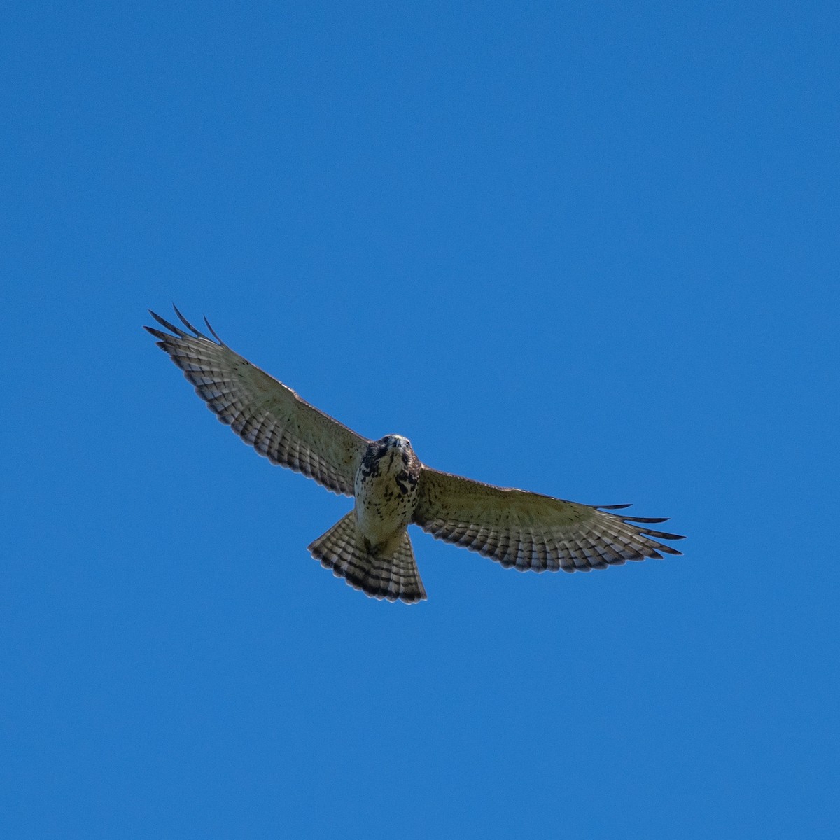 Broad-winged Hawk - ML643008871
