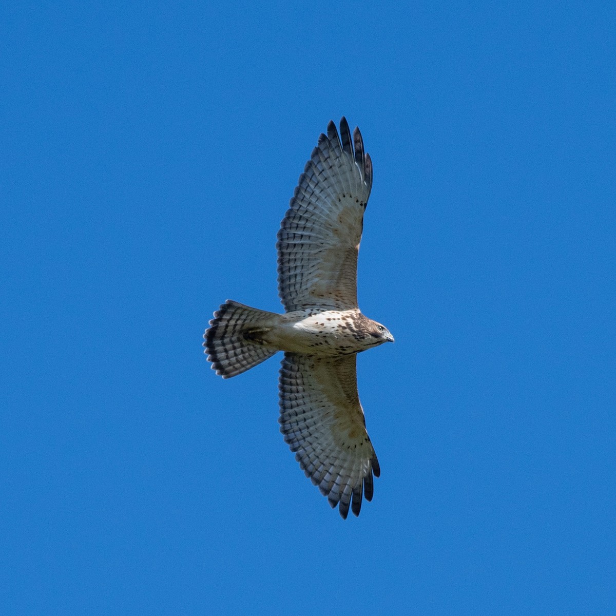 Broad-winged Hawk - ML643008872