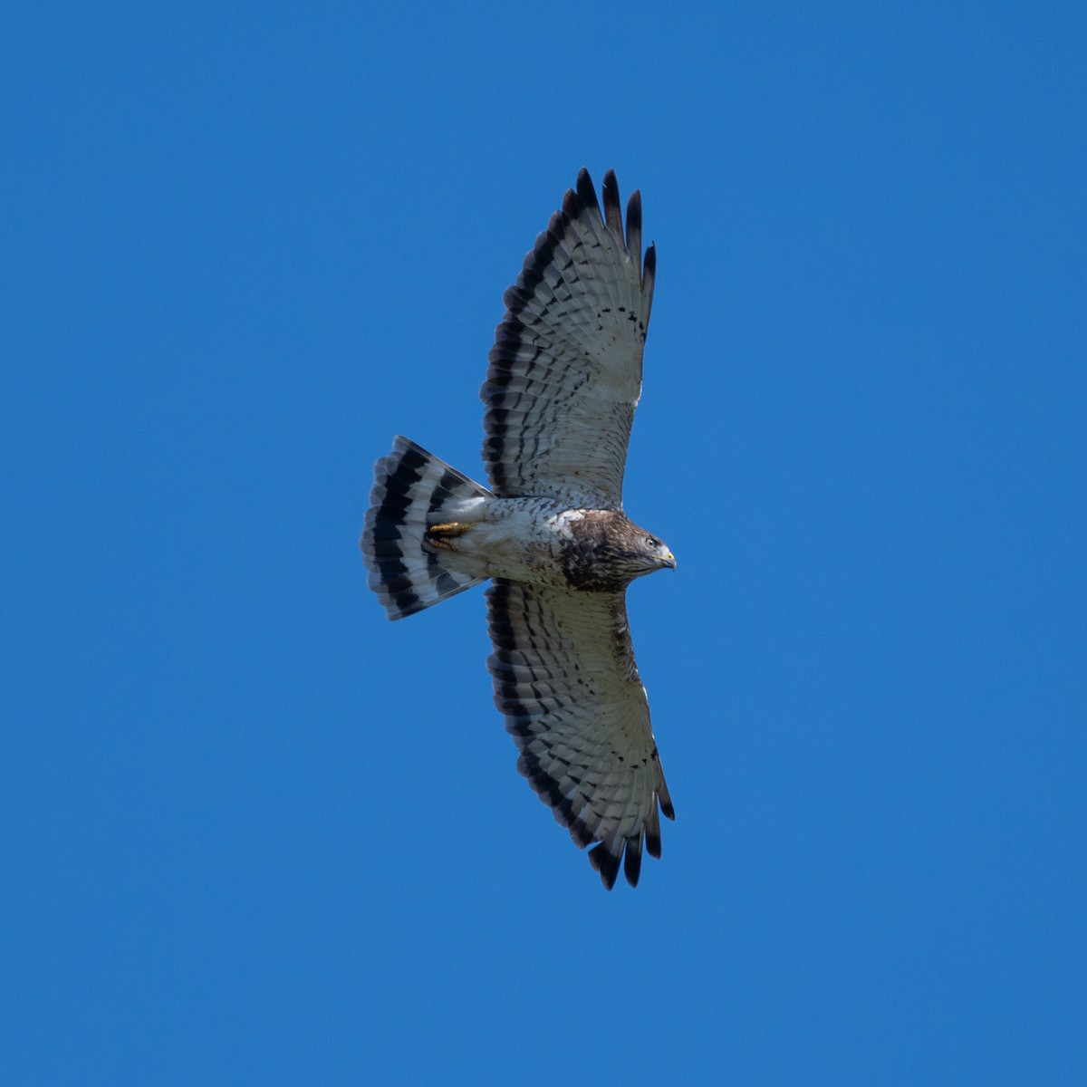 Broad-winged Hawk - ML643008873