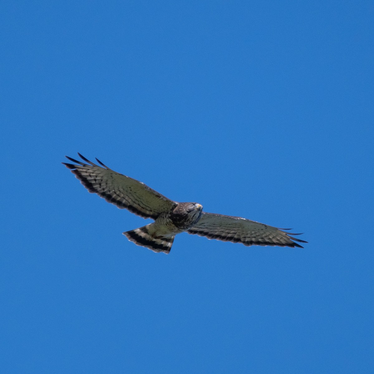 Broad-winged Hawk - ML643008874