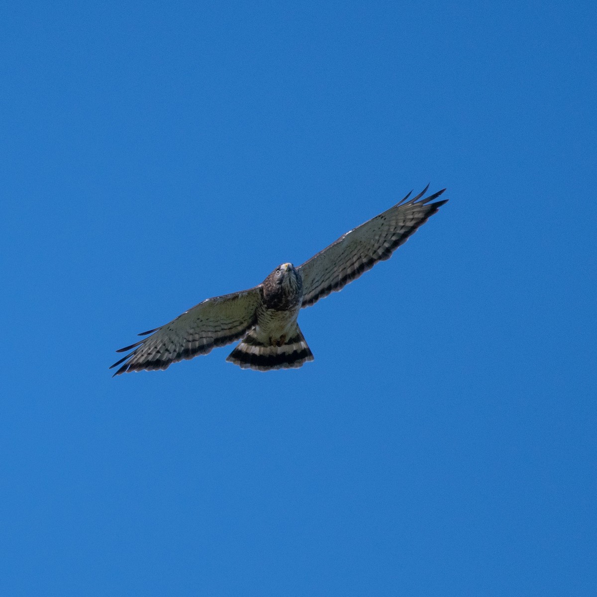 Broad-winged Hawk - ML643008875