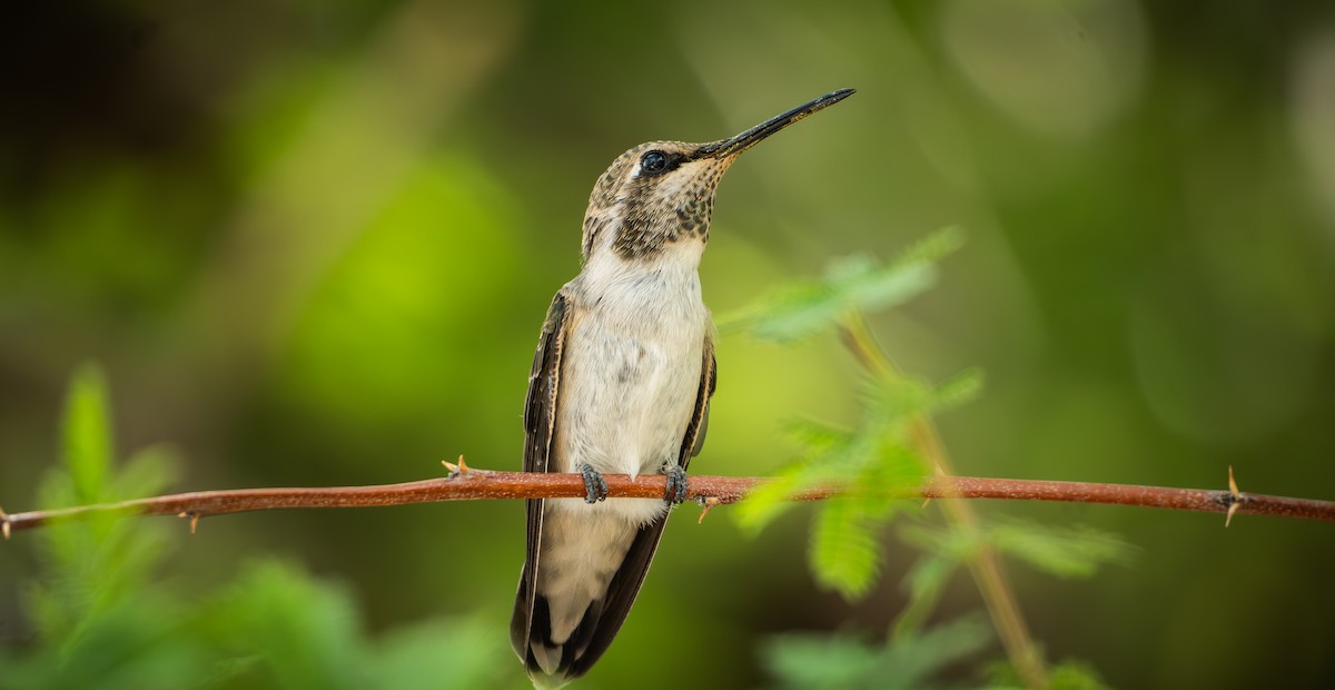 ørkenkolibri - ML643008884