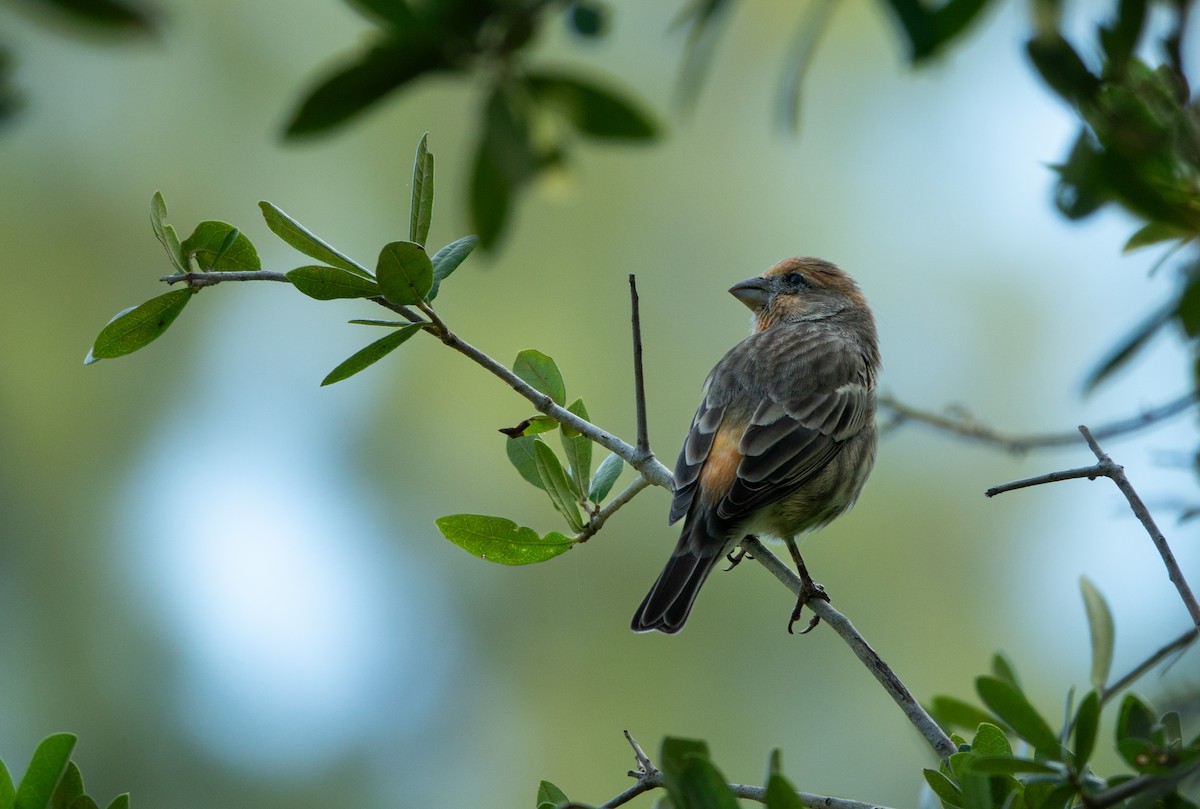 House Finch - ML643008887