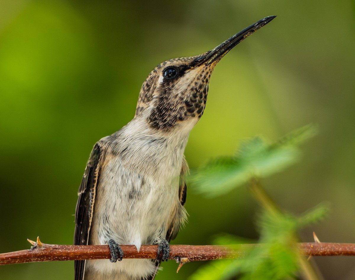 ørkenkolibri - ML643008888