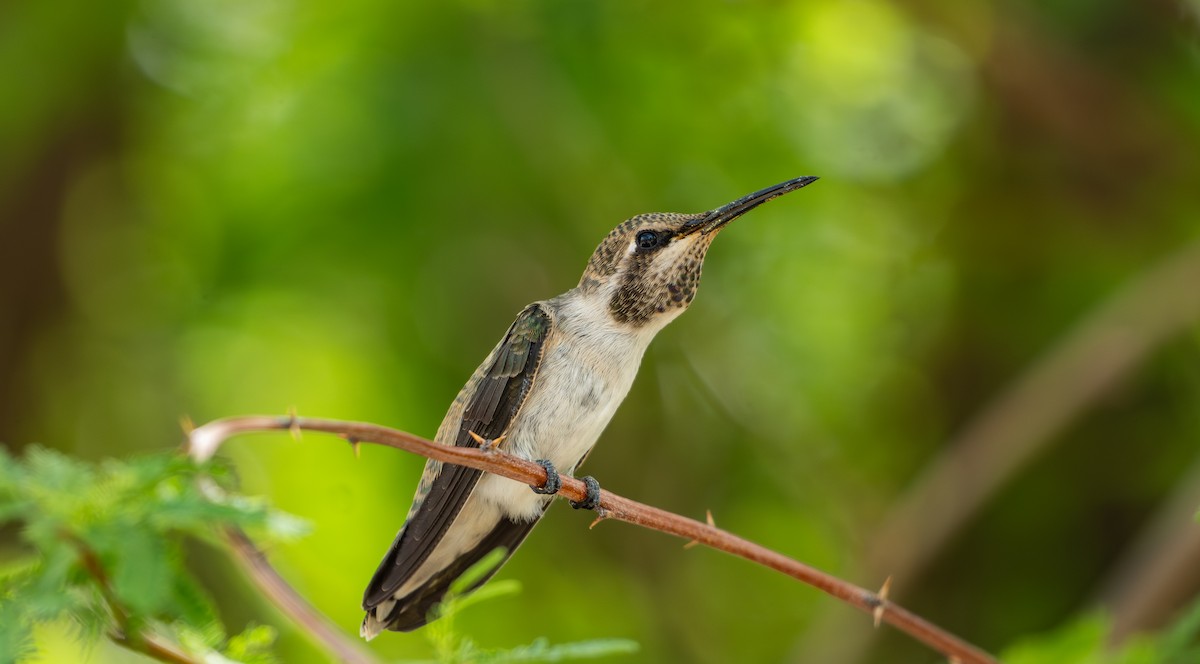 ørkenkolibri - ML643008892