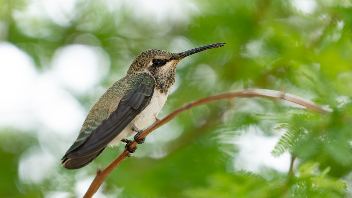 ørkenkolibri - ML643008893
