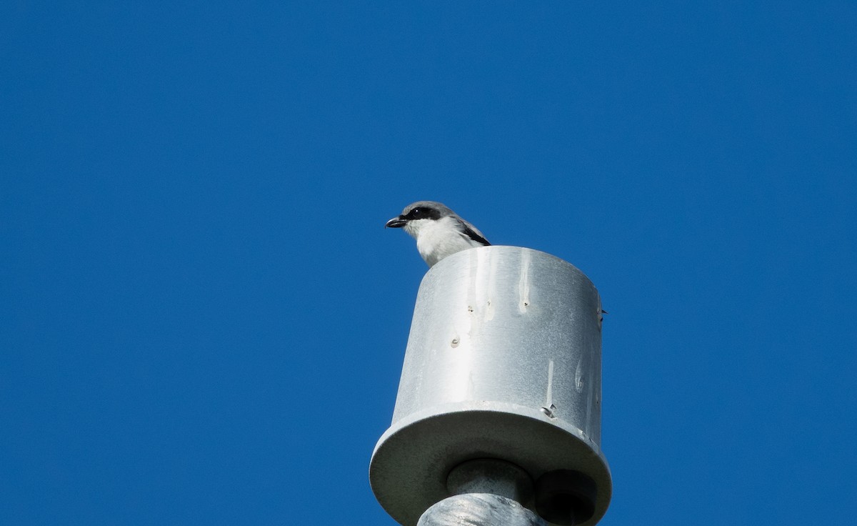 Loggerhead Shrike - ML643008894