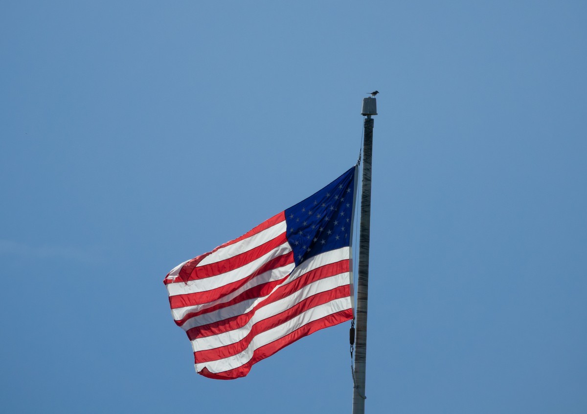 Loggerhead Shrike - ML643008895