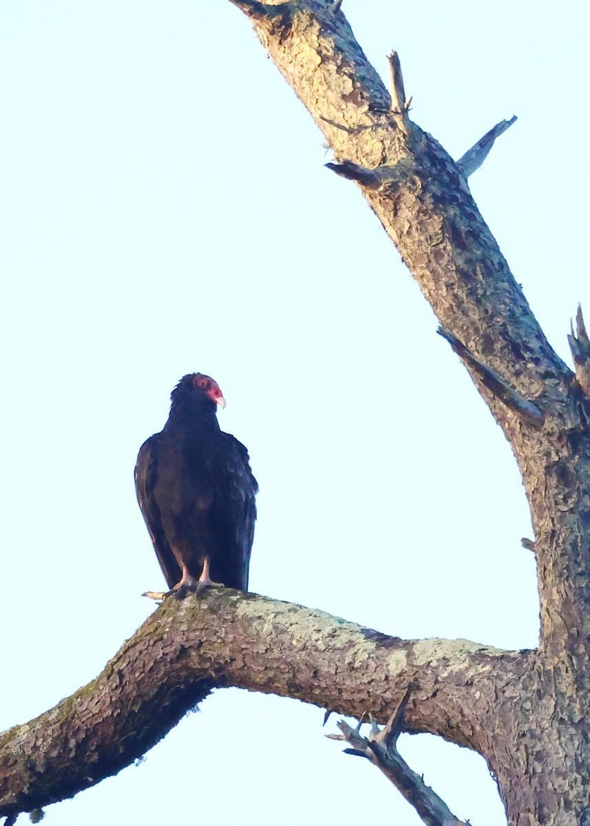 Turkey Vulture (Northern) - ML643008898
