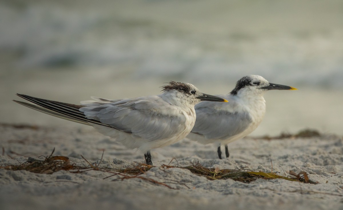 Sandwich Tern - ML643008904