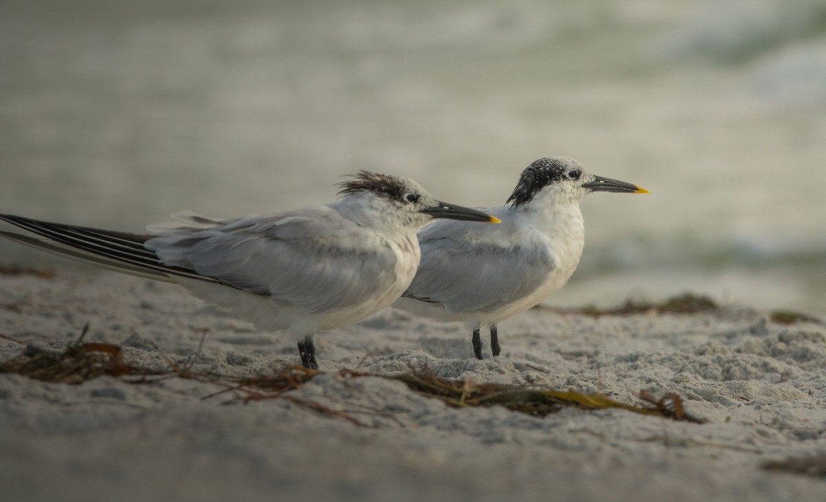 Sandwich Tern - ML643008906