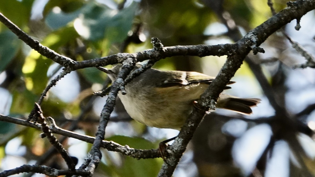 Ruby-crowned Kinglet - ML643008911