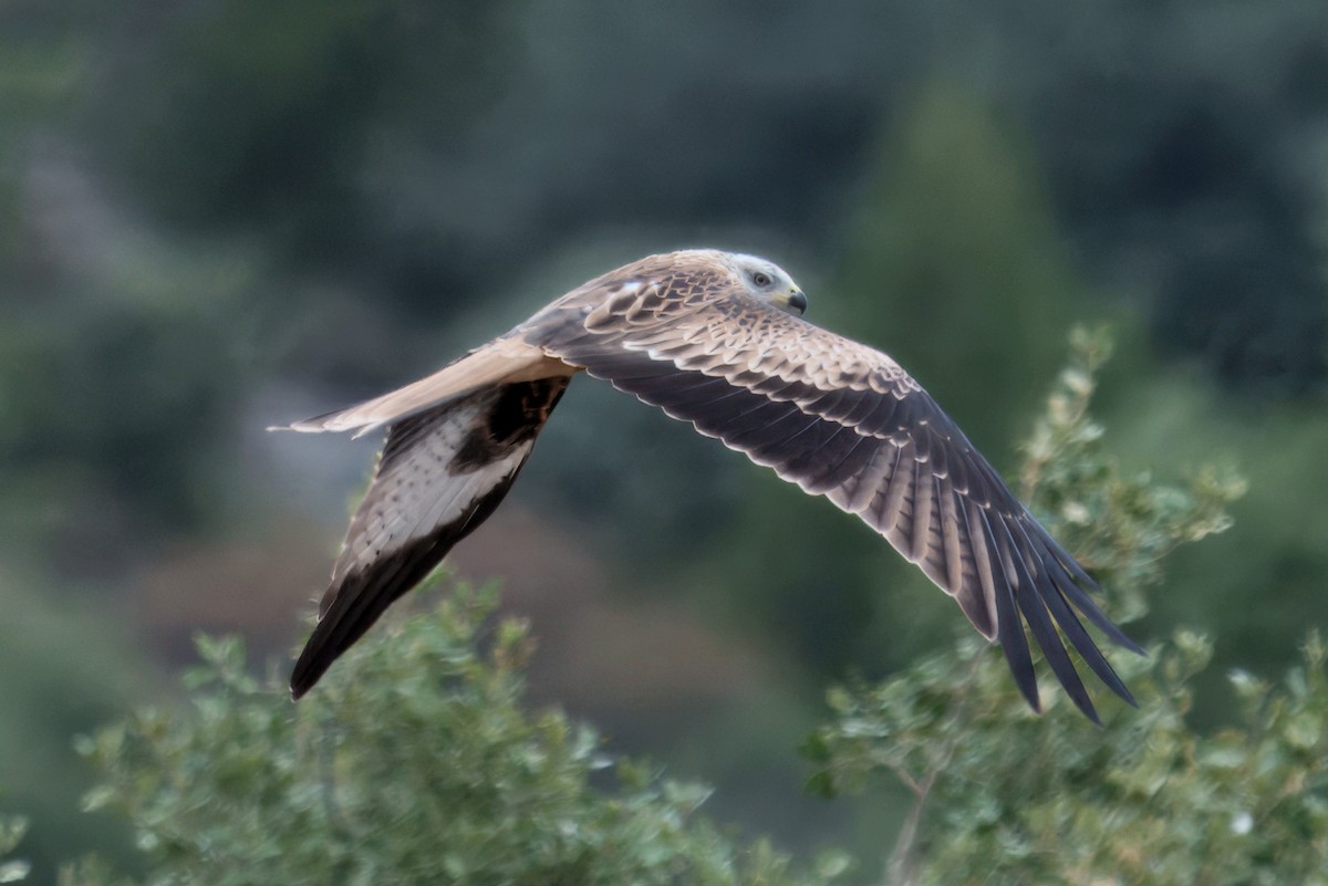 Red Kite - ML643008912