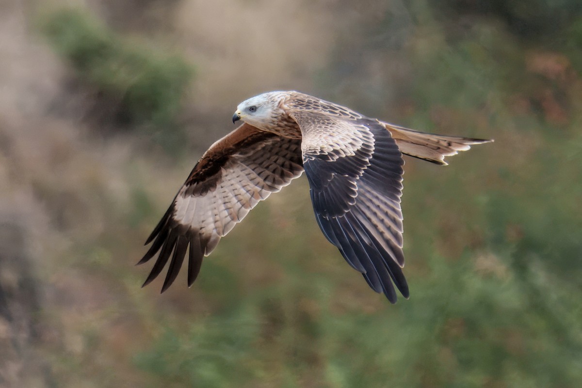 Red Kite - ML643008913