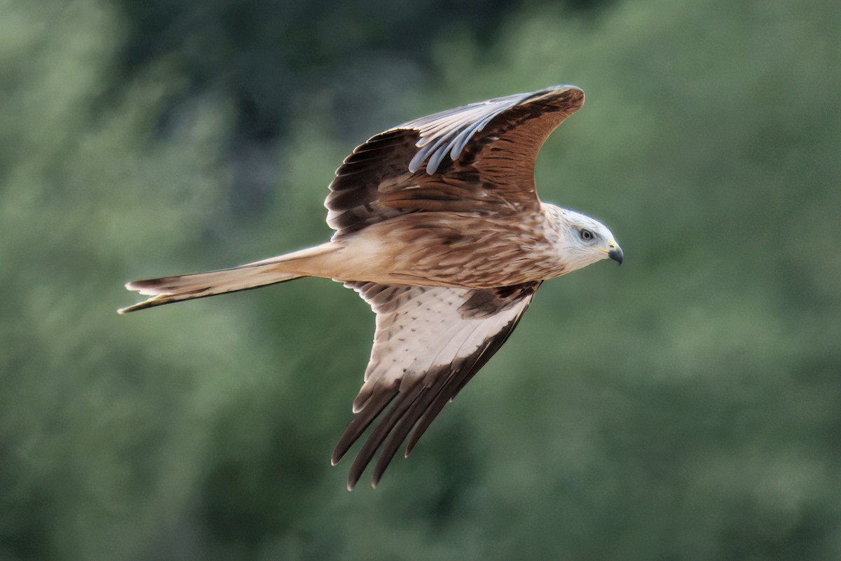 Red Kite - ML643008914