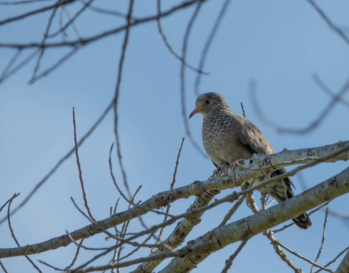 Common Ground Dove - ML643008922