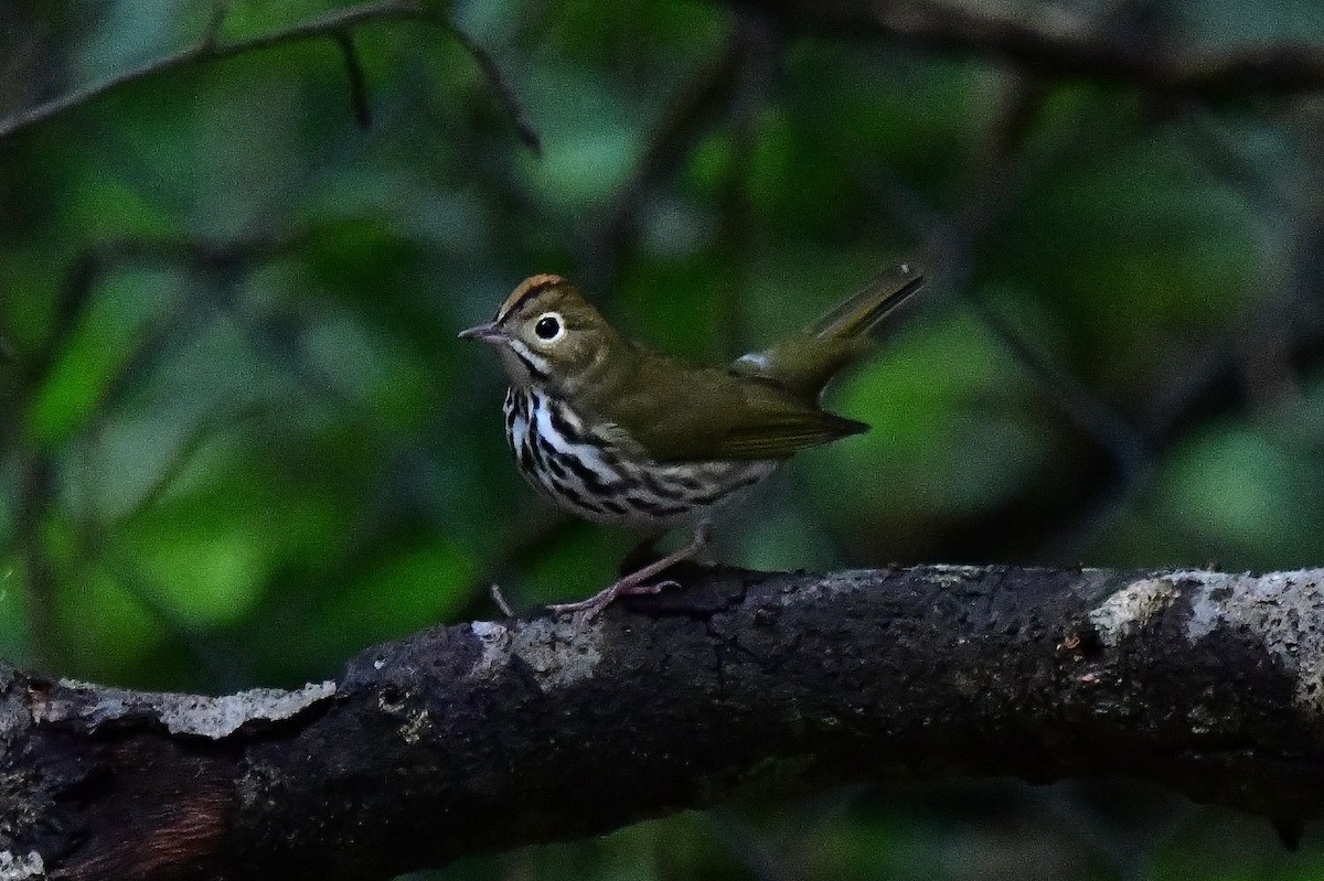 Ovenbird - ML643008936