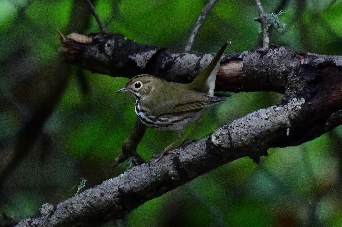 Ovenbird - ML643008937