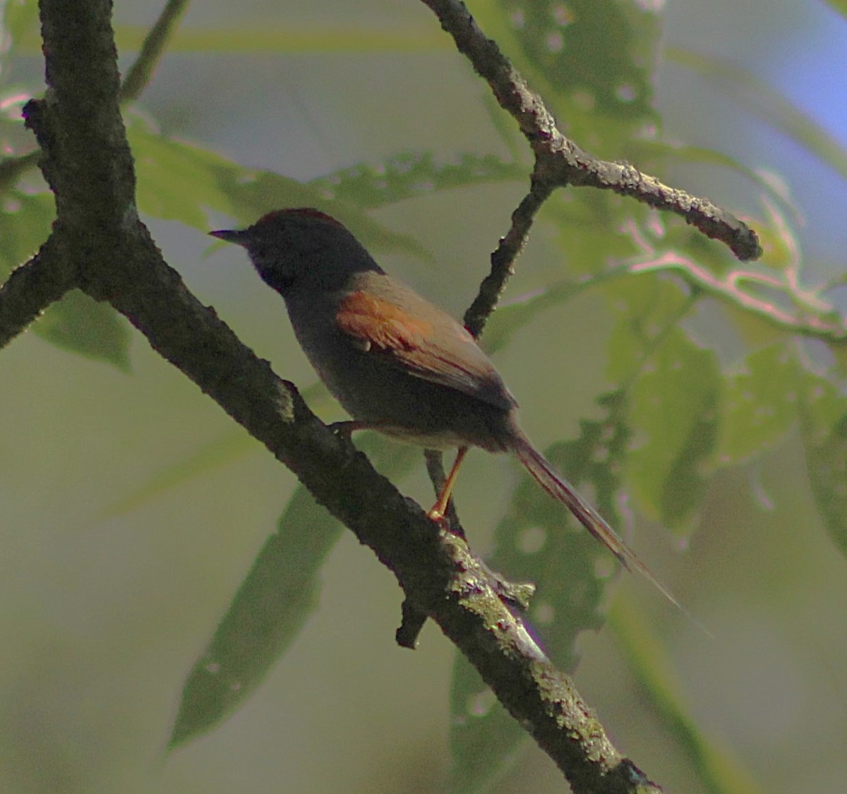 Spix's Spinetail - ML643008949