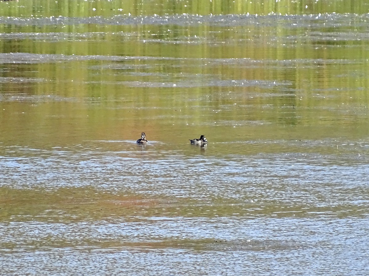 Ring-necked Duck - ML643008956