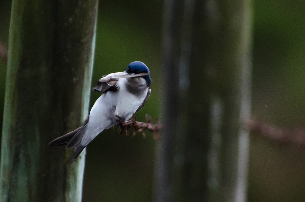 Chilean Swallow - ML643008958