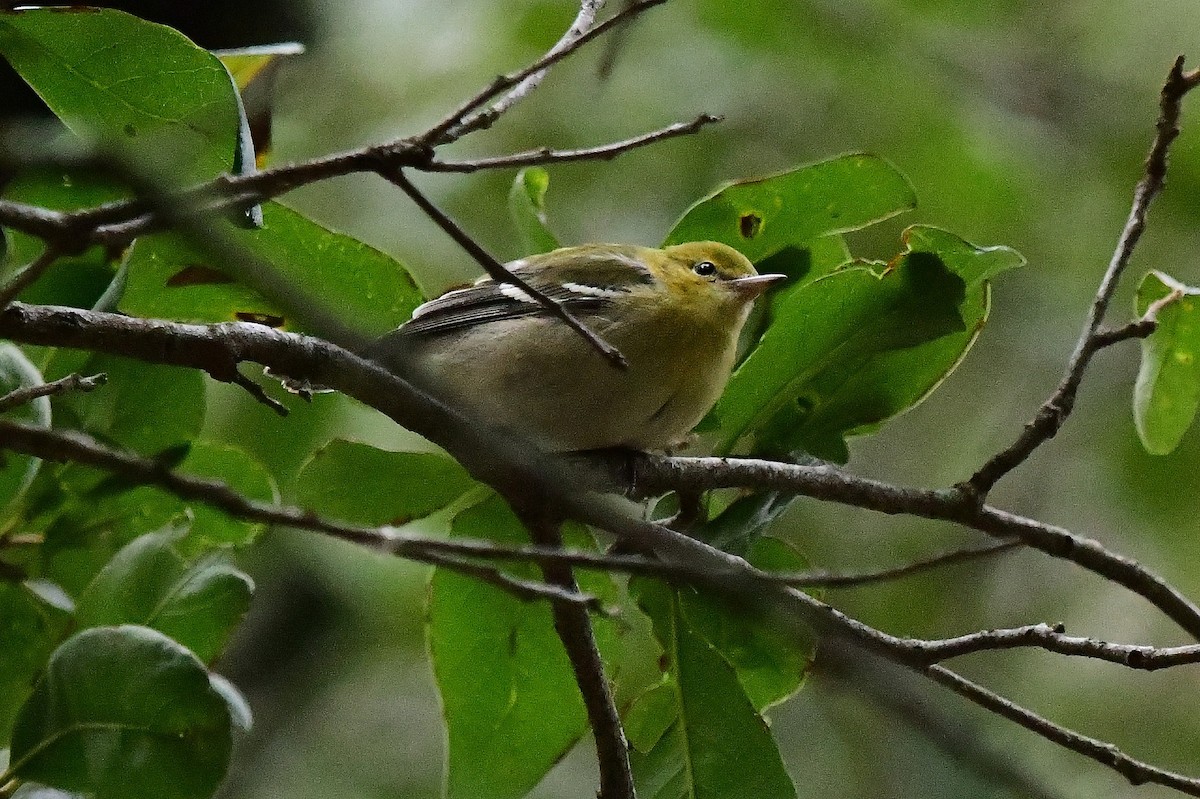 Bay-breasted Warbler - ML643008964