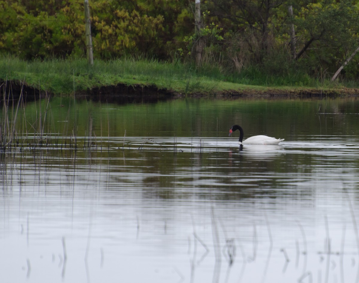 Black-necked Swan - ML643008979