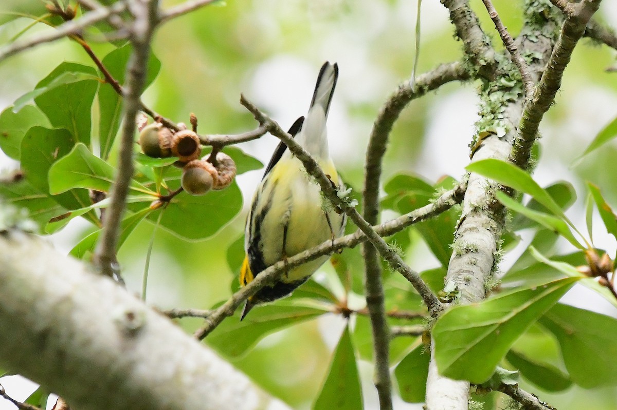 Black-throated Green Warbler - ML643008986