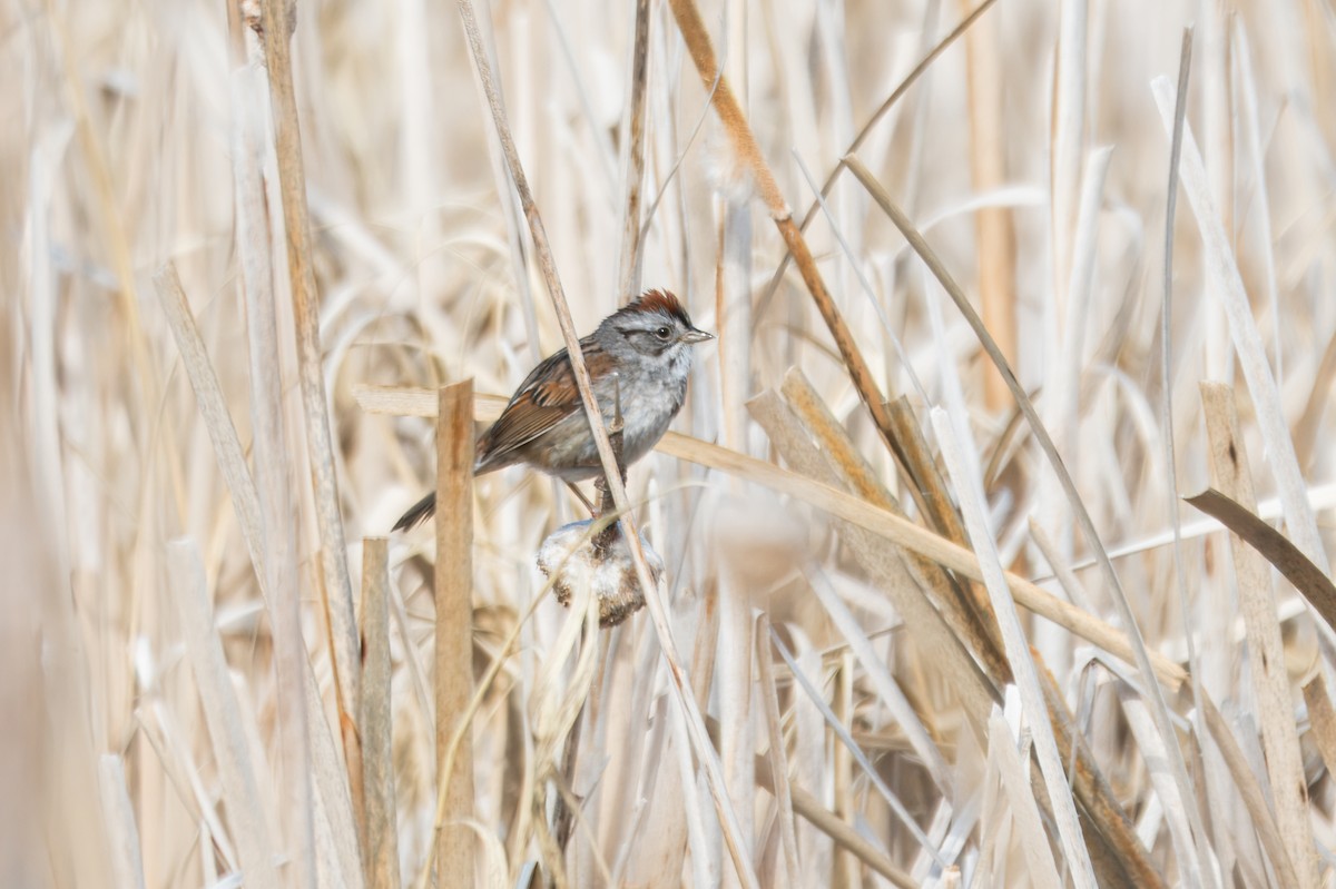 Swamp Sparrow - ML643008987