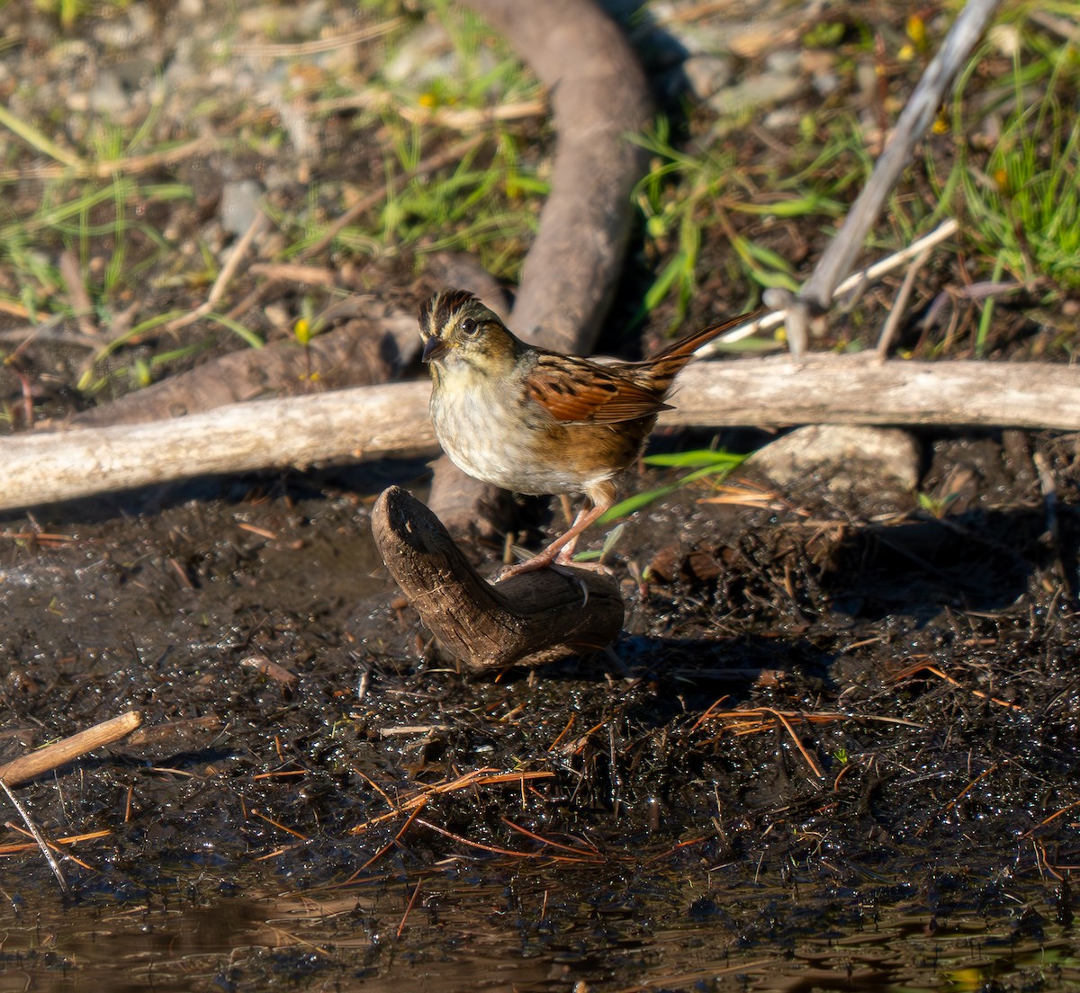 Swamp Sparrow - ML643009000