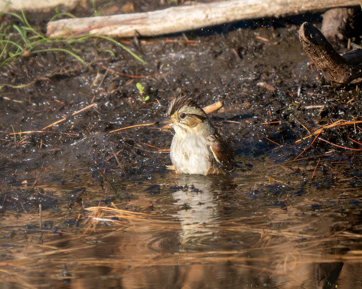 Swamp Sparrow - ML643009001