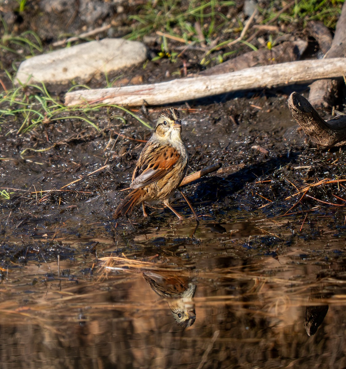 Swamp Sparrow - ML643009002