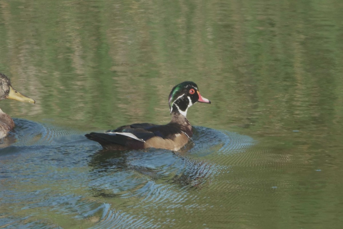 Wood Duck - ML643009003