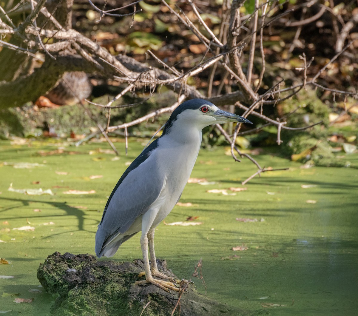 Black-crowned Night Heron - ML643009008
