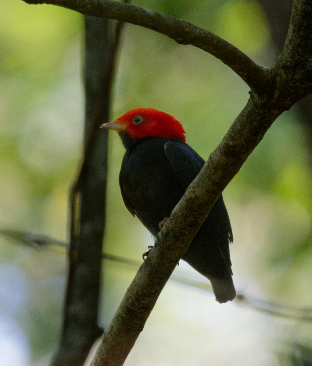 Red-headed Manakin - ML643009010
