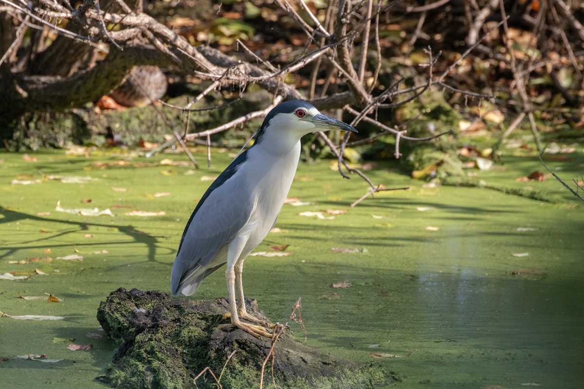 Black-crowned Night Heron - ML643009019