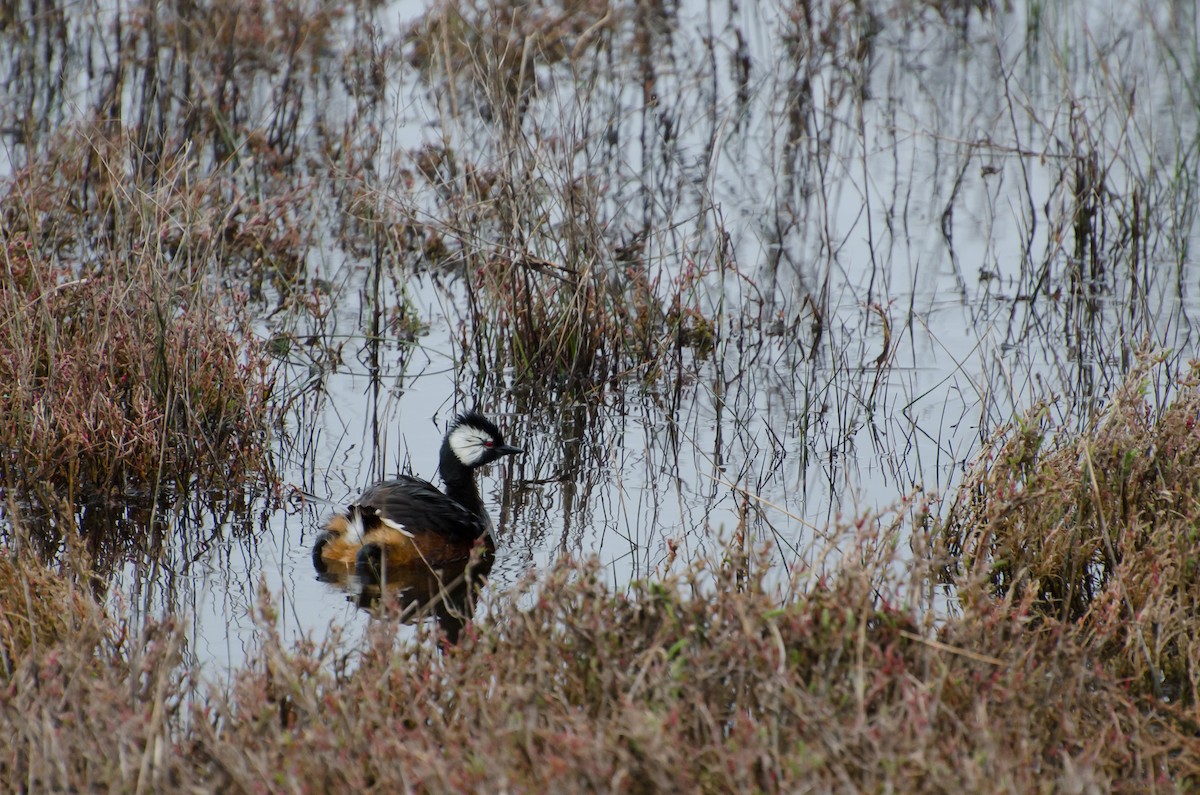 White-tufted Grebe - ML643009023