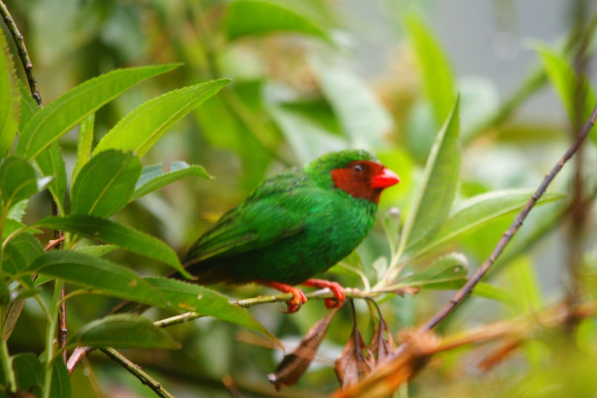 Grass-green Tanager - ML643009032