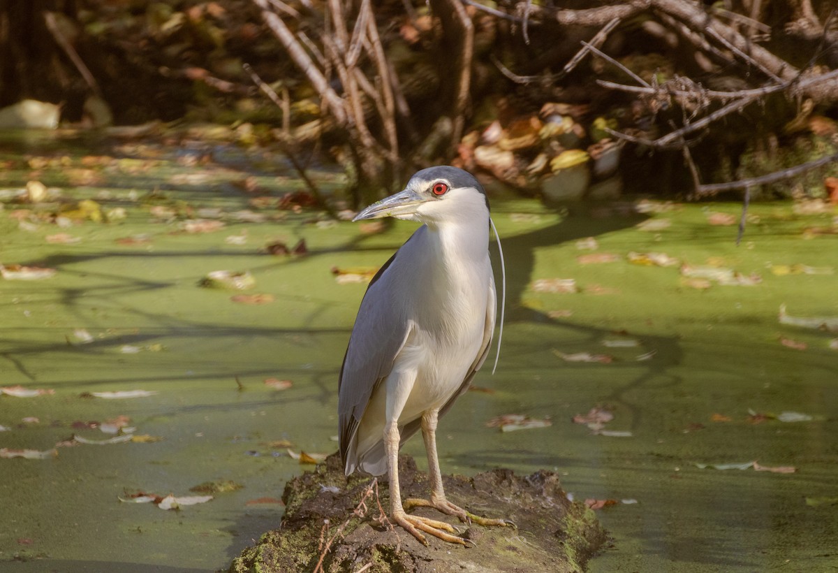 Black-crowned Night Heron - ML643009036